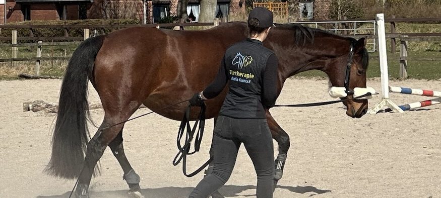 Bewegungstraining Pferd